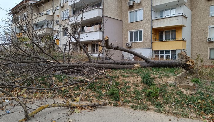 Прекършено дърво в Русе