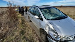 Кола удари изкочило на пътя младо конче край хасковско село (снимки/видео)