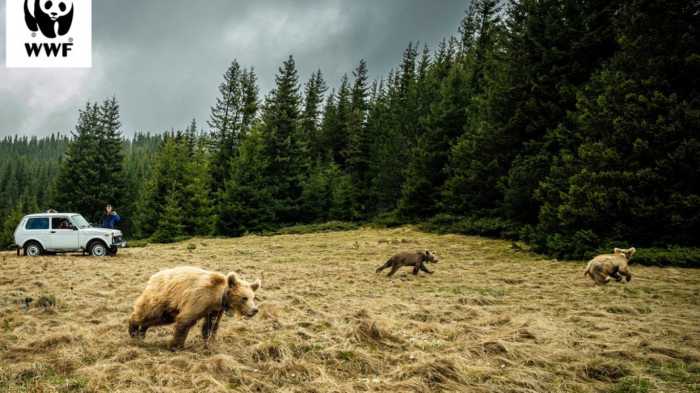 Спасяване на мечета в беда - част от работния ритъм на WWF