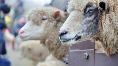 Огнище на шарка е регистрирано в стопанство с 13 овце