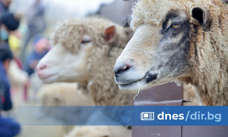 Огнище на шарка е регистрирано в стопанство с 13 овце