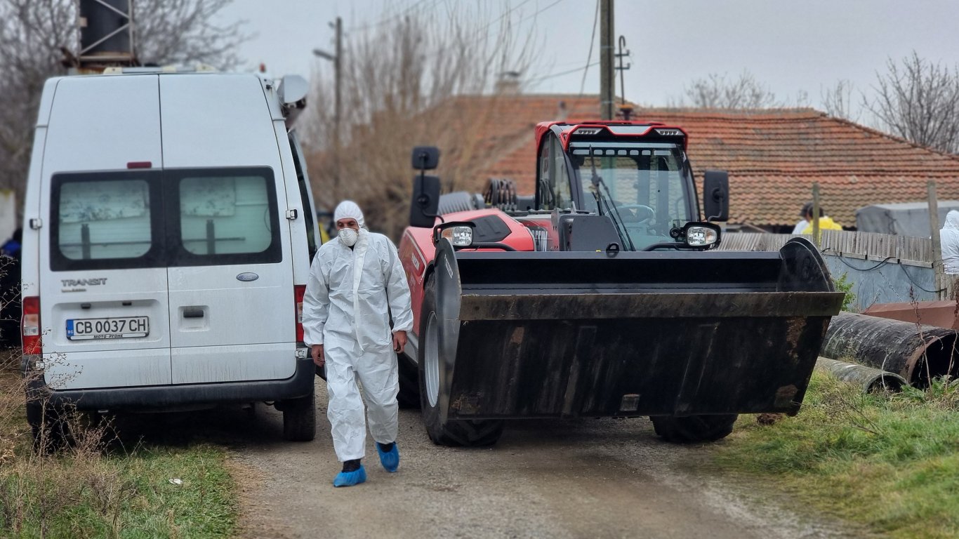 Започна евтаназирането на заразените овце в сливенското село Желю войвода (снимки)