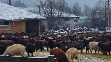 ЕК карантинира цялата област Пазарджик заради чумата