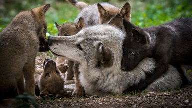 Популацията на вълците в Европа се е увеличила през последните