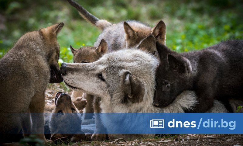Популацията на вълците в Европа се е увеличила през последните