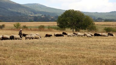 Започнало е умъртвяването на малко над 1000 овце от два