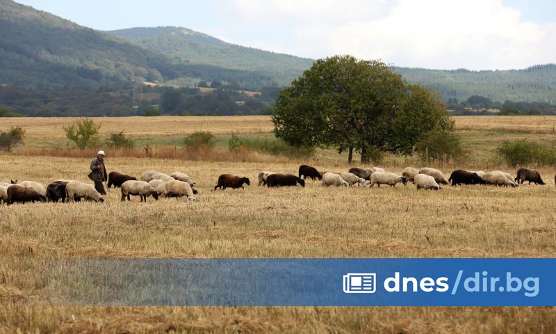 Започнало е умъртвяването на малко над 1000 овце от два