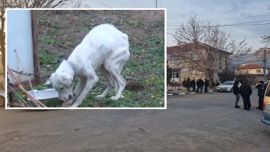 Откриха живо кучето на изчезналия Николай, но от него няма следа