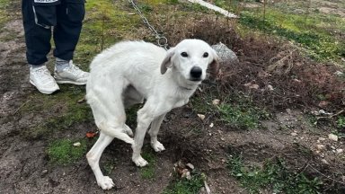 Доброволци заведоха в клиника кучето на изчезналия Николай, завариха го болно, гладно и на верига