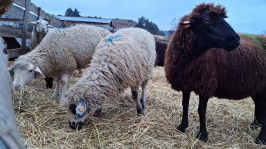 Санитарните власти на Гърция откриха шарка по овцете в три