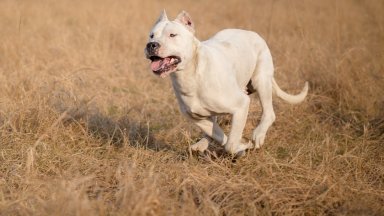 Нахапана от кучета ученичка осъди за 5 хил лв Община