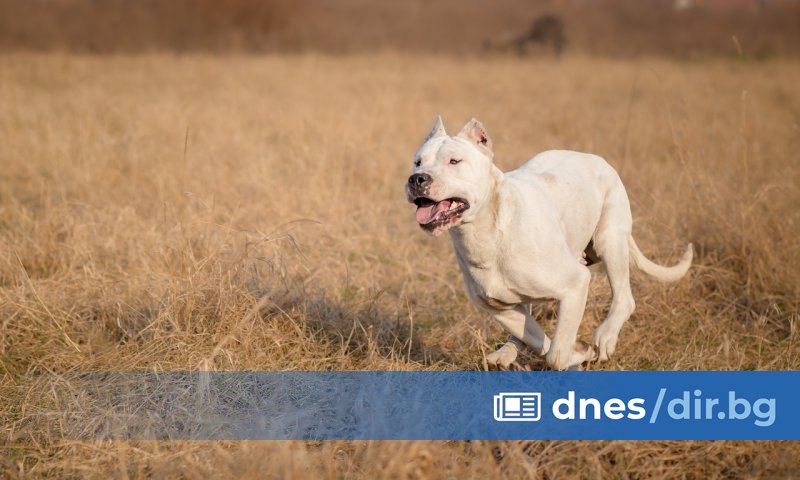 Нахапана от кучета ученичка осъди за 5 хил. лв. Община