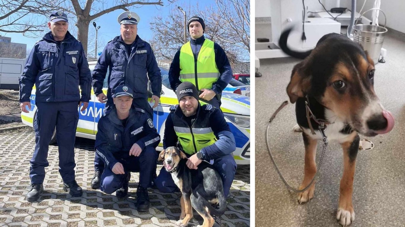 РПУ-Козлодуй стана дом на четириногия Цезар, който бе спасен от жесток стопанин