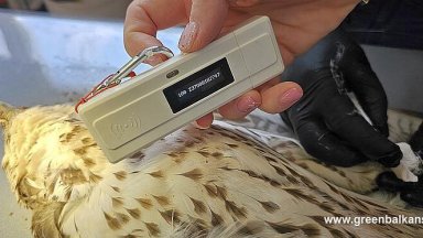 Женски ловен сокол част от една от едва трите известни