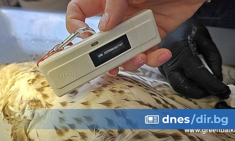 Женски ловен сокол, част от една от едва трите известни