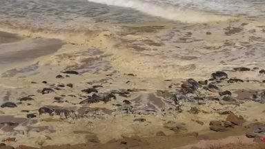 Австралийски щат затвори два плажа след като мъртва риба и