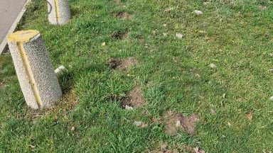 За изключително нагла кражба на 60 фиданки от столичния булевард