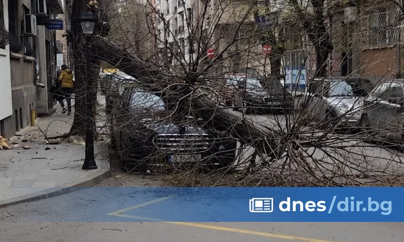 Инциденти с прекършени дървета върху коли във Варна предизвика силният