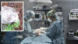 Нов случай на садизъм към животно: Одраха 70% от кожата на бездомно куче, после го блъсна джип 