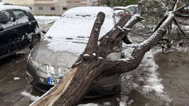 Паднали дървета в пловдивския район Западен са нанесли материални щети