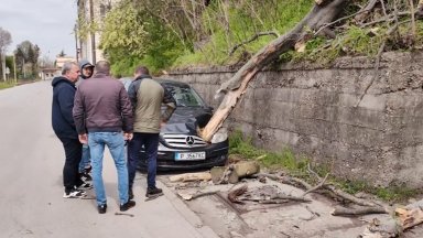 Огромно дърво се вряза в спрял автомобил в Русе като