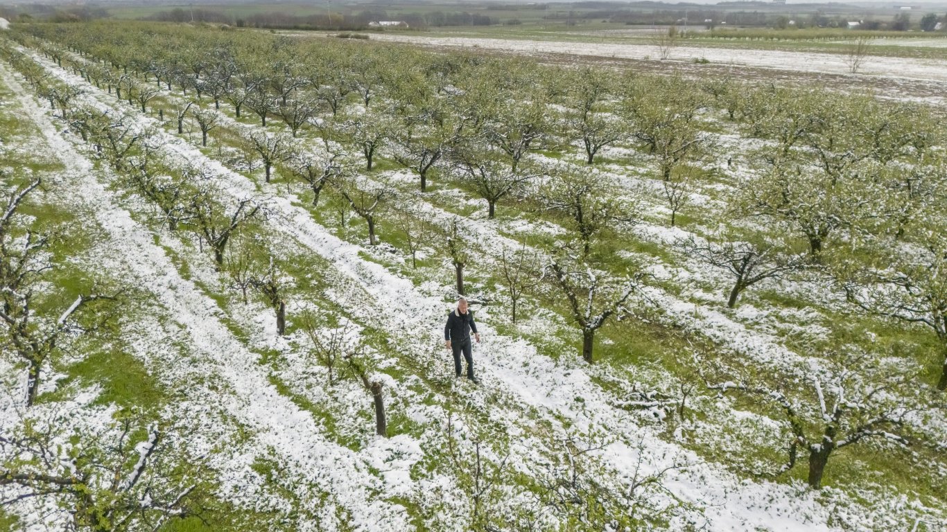 Бедствено положение в Кюстендилско заради пораженията върху овощните насаждения 