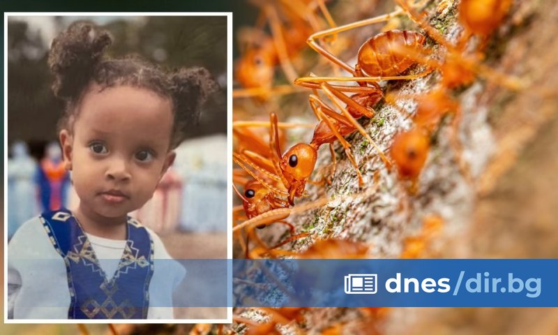 2-годишно момиченце, нахапано от огнени мравки, e починало в американския