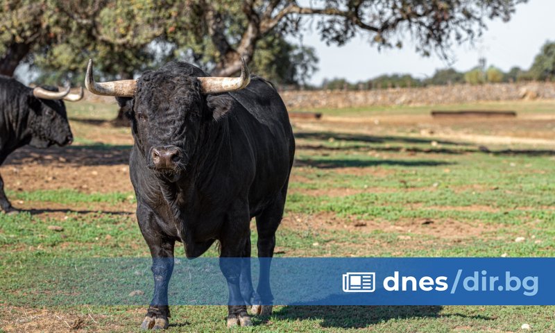 След нападение от бик е починал работник в кравеферма в