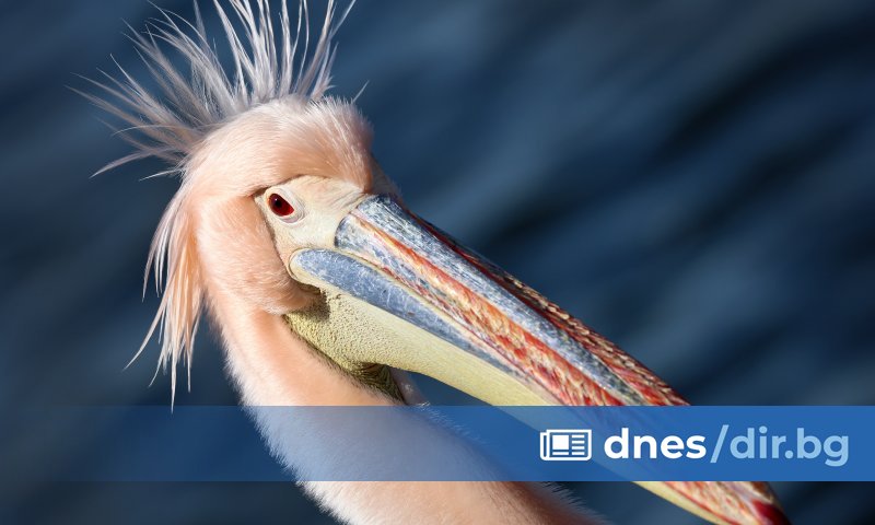 От няколко дни фотографи, телевизионни камери, граждани и случайни минувачи