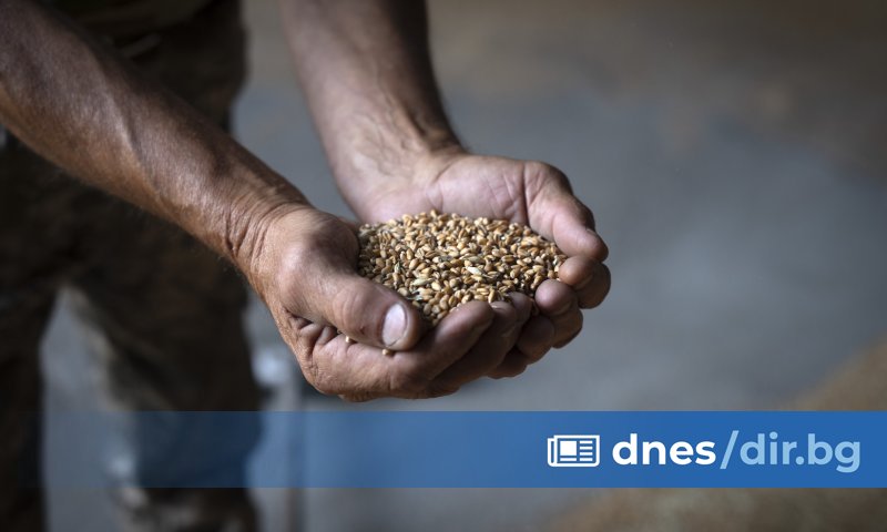 В Сирия пристигна първата пратка пшеница след свалянето от власт