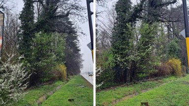 Уникалните дървесни видове в парка Врана в София загиват защото