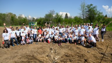 Над 700 нови широколистни дръвчета от вида явор бяха засадени