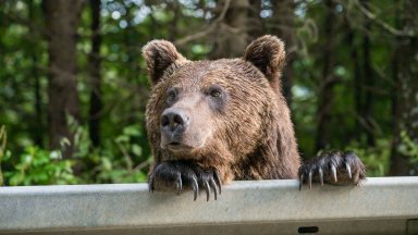 Румъния инсталира електрически огради срещу нападения от мечки