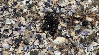 Плажната ивица в Поморие е залята с нефтени петна които