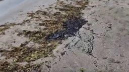 Ново замърсяване на плажната ивица в Поморие с нефтопрокукти (видео)