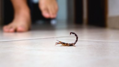 Скорпиони превземат градове в Бразилия От 2014 до 2023 г има