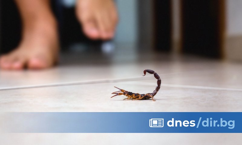 Скорпиони превземат градове в Бразилия. От 2014 до 2023 г. има