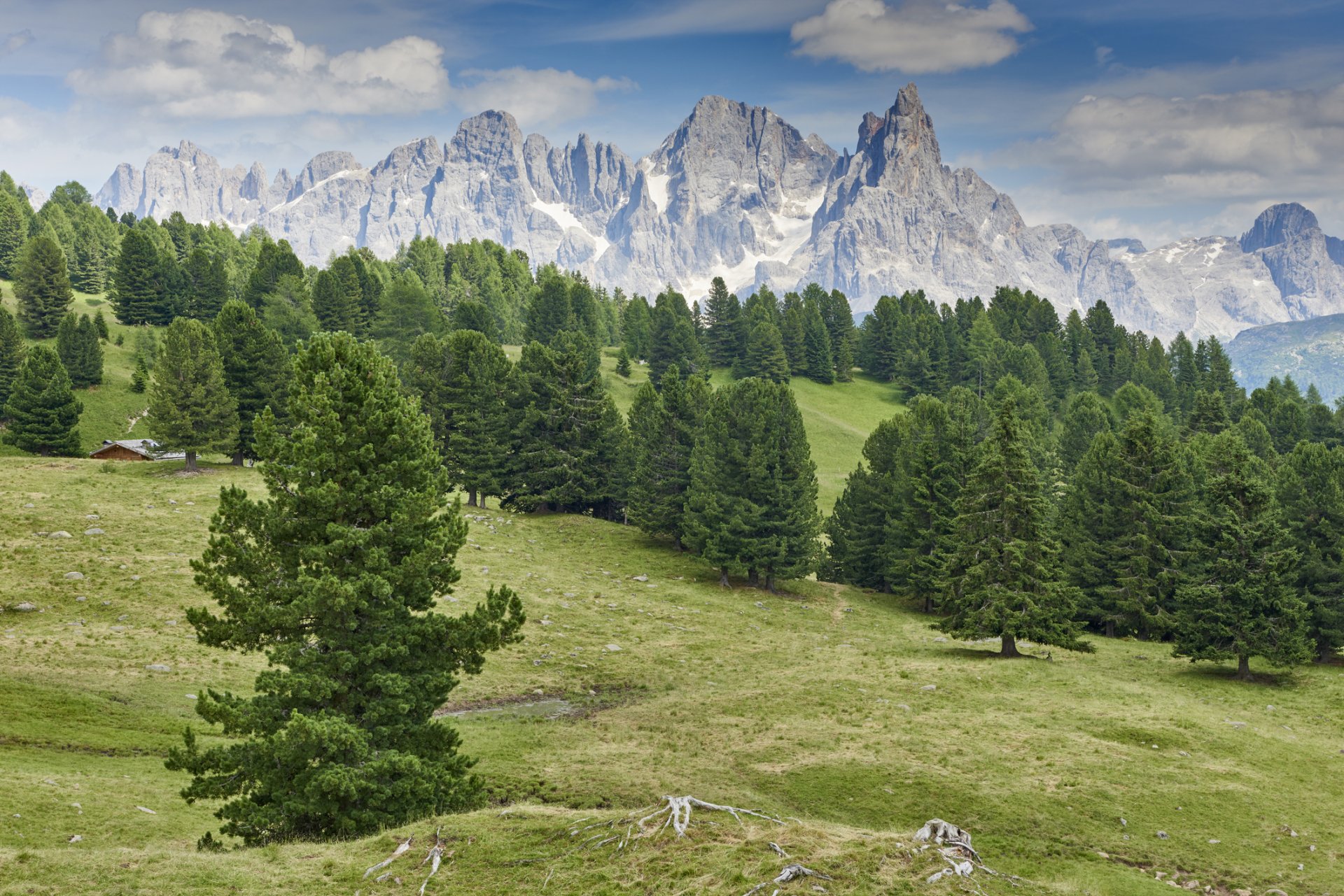 Смърчова гора в Доломитите