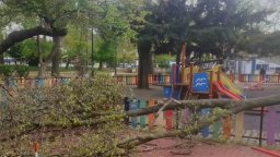 Огромен клон падна върху детска площадка в центъра на Варна