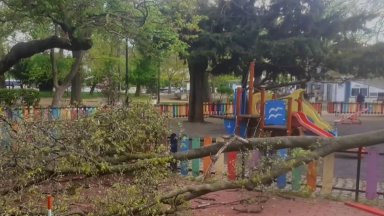Огромен клон падна върху детска площадка в центъра на Варна