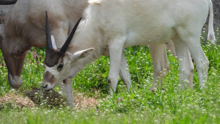 Бебе от критично застрашен вид антилопа се роди в софийския зоопарк