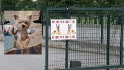 Немските овчарки на Йордан Лечков разкъсаха йоркширски териер пред очите на деца