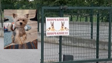 Малко кученце от породата мини йоркширски териер беше почти разкъсано