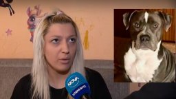 Домашен питбул нападна 4-годишно момиченце в София