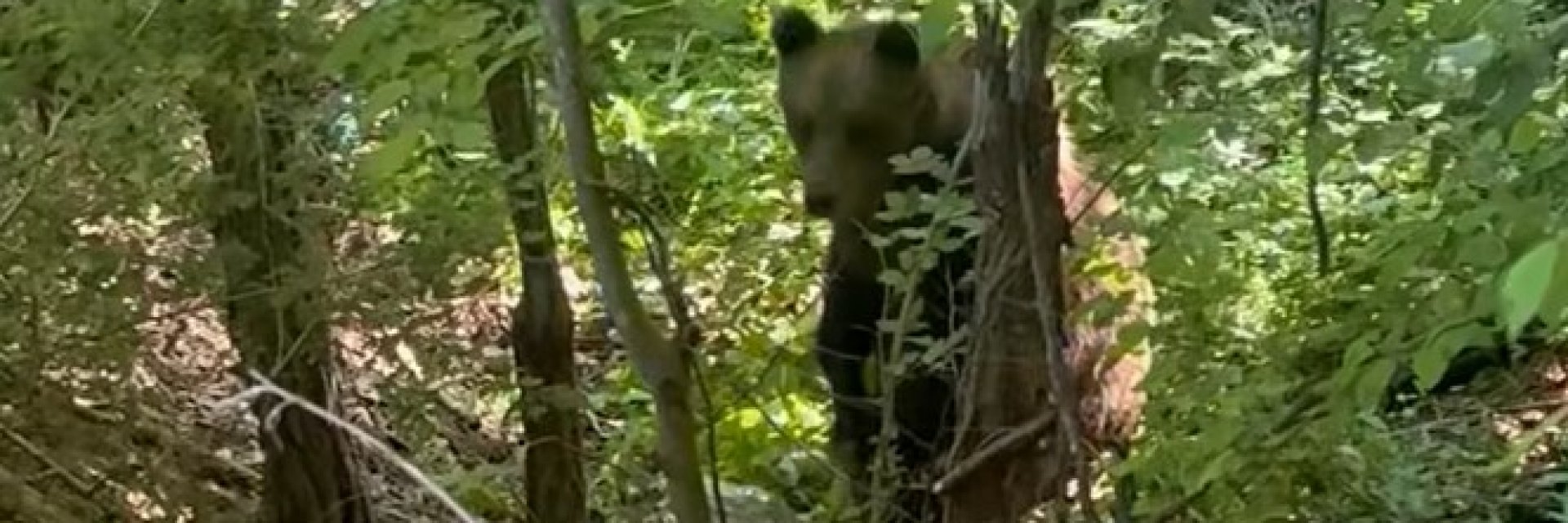 Млада мечка атакува пчелин пред очите на собственика му в Шуменско (видео)