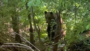 Млада мечка нападна пчелин пред очите на собственика му край