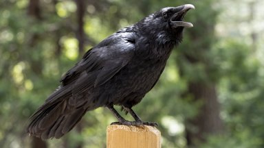 Учителка от столичната 17 а Мечо Пух е в болница след