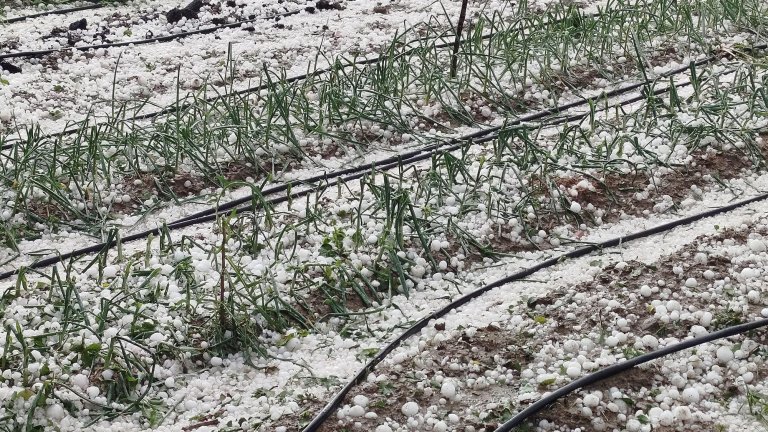 "Имах чувството, че свършва светът": Очакват се нови градушки през почивните дни (снимки)