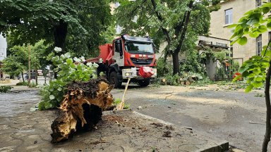 Дърво падна върху автомобил в центъра на Русе При инцидента