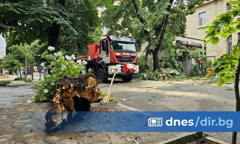 Дърво падна върху автомобил в центъра на Русе. При инцидента
